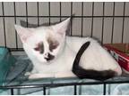 Adopt MISHA a White (Mostly) Siamese (short coat) cat in Glendale, AZ (39105025)