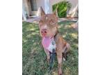 Adopt Donnie a Brown/Chocolate - with White Pit Bull Terrier / Mixed dog in