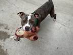 Adopt Ollie a Brown/Chocolate - with White Pit Bull Terrier / Mixed dog in Chula