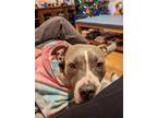 Adopt Nala a Gray/Silver/Salt & Pepper - with White Staffordshire Bull Terrier /