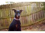 Adopt Sam a Black - with Tan, Yellow or Fawn Doberman Pinscher / Mixed dog in