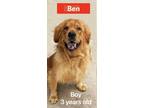 Adopt Ben - COMING SOON a Tan/Yellow/Fawn Golden Retriever / Mixed dog in West