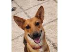 Adopt Ariel Marie a Brown/Chocolate - with Tan German Shepherd Dog dog in Sealy