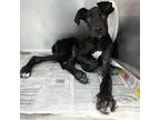 Adopt Phantom a Black Great Dane dog in Vail, AZ (39137085)