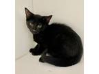 Adopt Kelvin a All Black Domestic Shorthair / Mixed (short coat) cat in