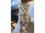 Adopt Doris Murphy a Brown Tabby Domestic Shorthair (short coat) cat in