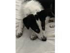 Adopt Samuri a Black - with White Border Collie / Mixed dog in Emmett