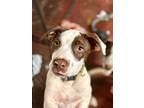 Adopt Duncan a Brown/Chocolate Pointer / Pit Bull Terrier dog in Phoenix