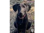 Adopt Queenie a Black Labrador Retriever / Border Collie / Mixed dog in East
