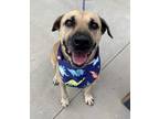 Adopt Wilma a Tan/Yellow/Fawn Black Mouth Cur / Mixed dog in Bethel