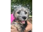 Adopt Bowtye a Black - with Tan, Yellow or Fawn Jack Russell Terrier / Miniature