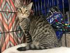 Adopt Larry a Brown Tabby Domestic Shorthair / Mixed (short coat) cat in