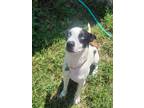 Adopt Elvis a White - with Black Pointer / Mutt / Mixed dog in Kansas City