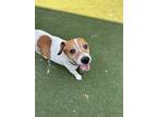 Adopt Ziggy a White - with Tan, Yellow or Fawn Jack Russell Terrier / Mixed dog