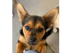 Adopt Rottie a Black - with Tan, Yellow or Fawn Pomeranian / Terrier (Unknown