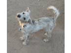 Adopt Lilac a Brindle - with White Jack Russell Terrier / Mixed dog in Wallis