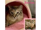Adopt Barbie a Cream or Ivory (Mostly) Siamese (short coat) cat in Arlington/Ft