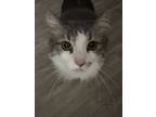 Adopt Howie a Gray, Blue or Silver Tabby Ragdoll / Mixed (long coat) cat in
