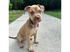 Adopt Arabian a Tan/Yellow/Fawn American Pit Bull Terrier / Mixed Breed (Medium)