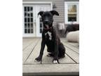 Adopt Stella a Black - with White Labrador Retriever / Boxer / Mixed dog in
