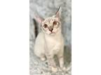 Adopt Bianca a Cream or Ivory Siamese (short coat) cat in Huntington Beach