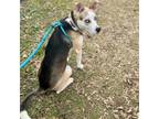 Adopt Tootsie a Tricolor (Tan/Brown & Black & White) Husky / Mixed dog in New