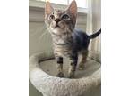 Adopt Timmy a Spotted Tabby/Leopard Spotted American Shorthair / Mixed cat in