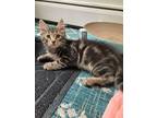 Adopt Lukey a Spotted Tabby/Leopard Spotted American Shorthair / Mixed cat in