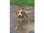Adopt Scout a Tan/Yellow/Fawn Foxhound / Hound (Unknown Type) / Mixed dog in