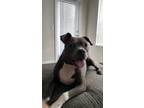 Adopt Grimshaw a Gray/Silver/Salt & Pepper - with White Pit Bull Terrier dog in