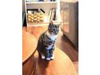 Adopt Hendrix Great a Gray, Blue or Silver Tabby Domestic Shorthair / Mixed cat