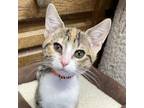 Adopt Wanda / Penland (F) a Calico or Dilute Calico Domestic Shorthair / Mixed