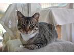 Adopt Cupcake a Spotted Tabby/Leopard Spotted Domestic Shorthair / Mixed cat in