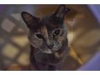 Adopt Binx a Domestic Shorthair / Mixed (short coat) cat in Skippack