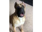 Adopt Ares a Tan/Yellow/Fawn Presa Canario / Mixed dog in Callaway