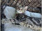 Adopt Bucky a Gray, Blue or Silver Tabby American Shorthair / Mixed (short coat)