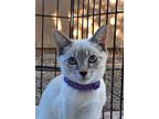 Adopt Meezy a Cream or Ivory American Shorthair / Mixed (short coat) cat in