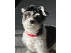 Adopt Angel a Black - with White Havanese / Mixed dog in West St Paul