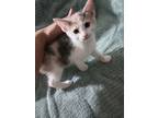 Adopt Lily a Tan or Fawn Domestic Shorthair / Mixed (short coat) cat in