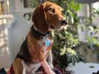 Adopt Denver a Tricolor (Tan/Brown & Black & White) Beagle / Mixed dog in