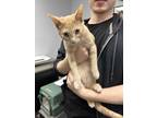 Adopt Citrus a Orange or Red Domestic Shorthair (short coat) cat in Colorado