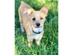 Adopt Wiley a Tan/Yellow/Fawn Terrier (Unknown Type, Small) / Mixed dog in San