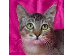 Adopt JENNY a Brown Tabby Domestic Shorthair (short coat) cat in Irvine