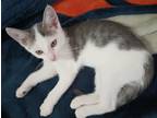 Adopt Kevin a Gray or Blue Domestic Shorthair / Mixed (short coat) cat in