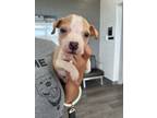 Adopt Nelson a Tan/Yellow/Fawn - with White Pit Bull Terrier / Mixed dog in