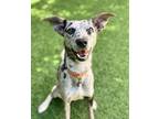Adopt Penny a Merle Catahoula Leopard Dog / Mixed dog in San Francisco