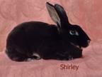 Adopt Shirley a Black Rex / Mixed (short coat) rabbit in Harrisburg