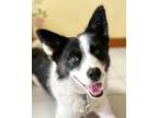 Adopt Petra a White - with Black Border Collie / Mixed dog in San Francisco