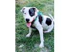 Adopt Petey a Black - with White Pit Bull Terrier / Pointer / Mixed dog in