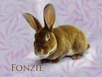 Adopt Fonzie a Chocolate Rex / Mixed rabbit in Harrisburg, PA (37890018)